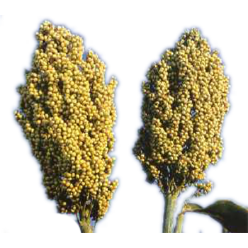 Jowar-PNG